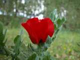 foto de flor de Glaucium corniculatum, papaveraceae, Amapola marina o cornuda (E.), Red Horned Poppy (I.), Rote Hornmohn (A.), Pavot Cornu (F.), Papoila-dos-praias (P.), con tama�o de 1024X768